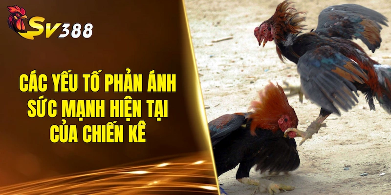 Các yếu tố phản ánh sức mạnh hiện tại của chiến kê