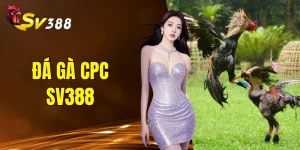 Đá gà CPC SV388