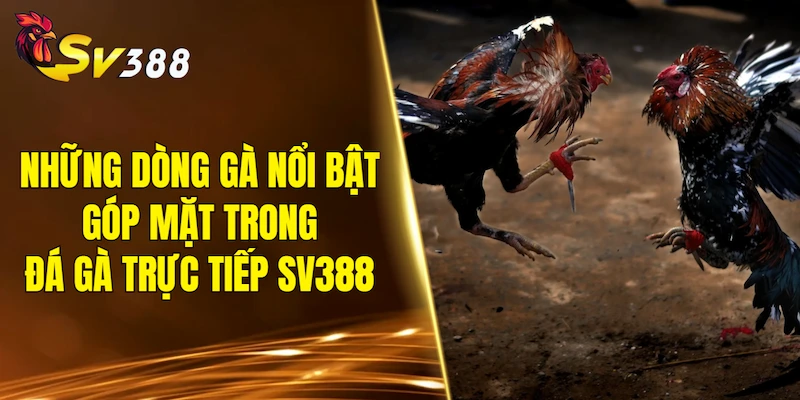 Những dòng gà nổi bật thường góp mặt trong các trận đá gà trực tiếp SV388