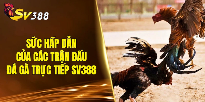 Sức hấp dẫn của các trận đấu đá gà trực tiếp SV388 đến từ đâu?
