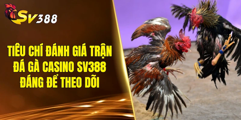 Tiêu chí đánh giá một trận đá gà casino SV388 đáng để theo dõi